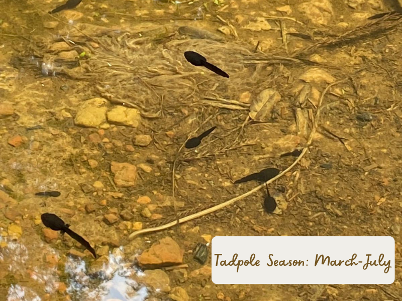 Tadpoles Xitou Nantou Trip