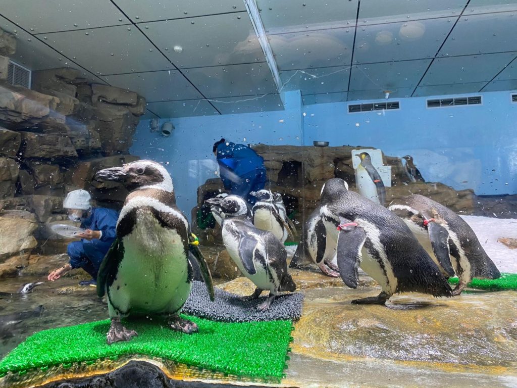 Xpark aquarium penguins