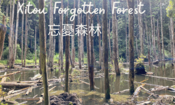 xitou forgotten forest in nantou
